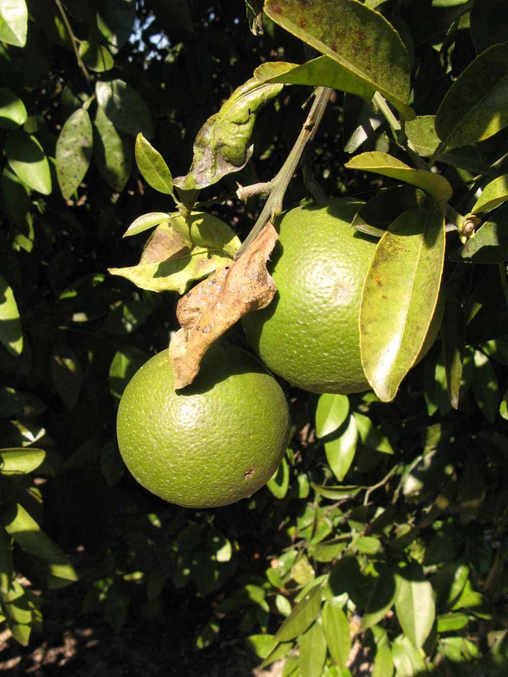              Immature fruit (Winter Haven, FL)   